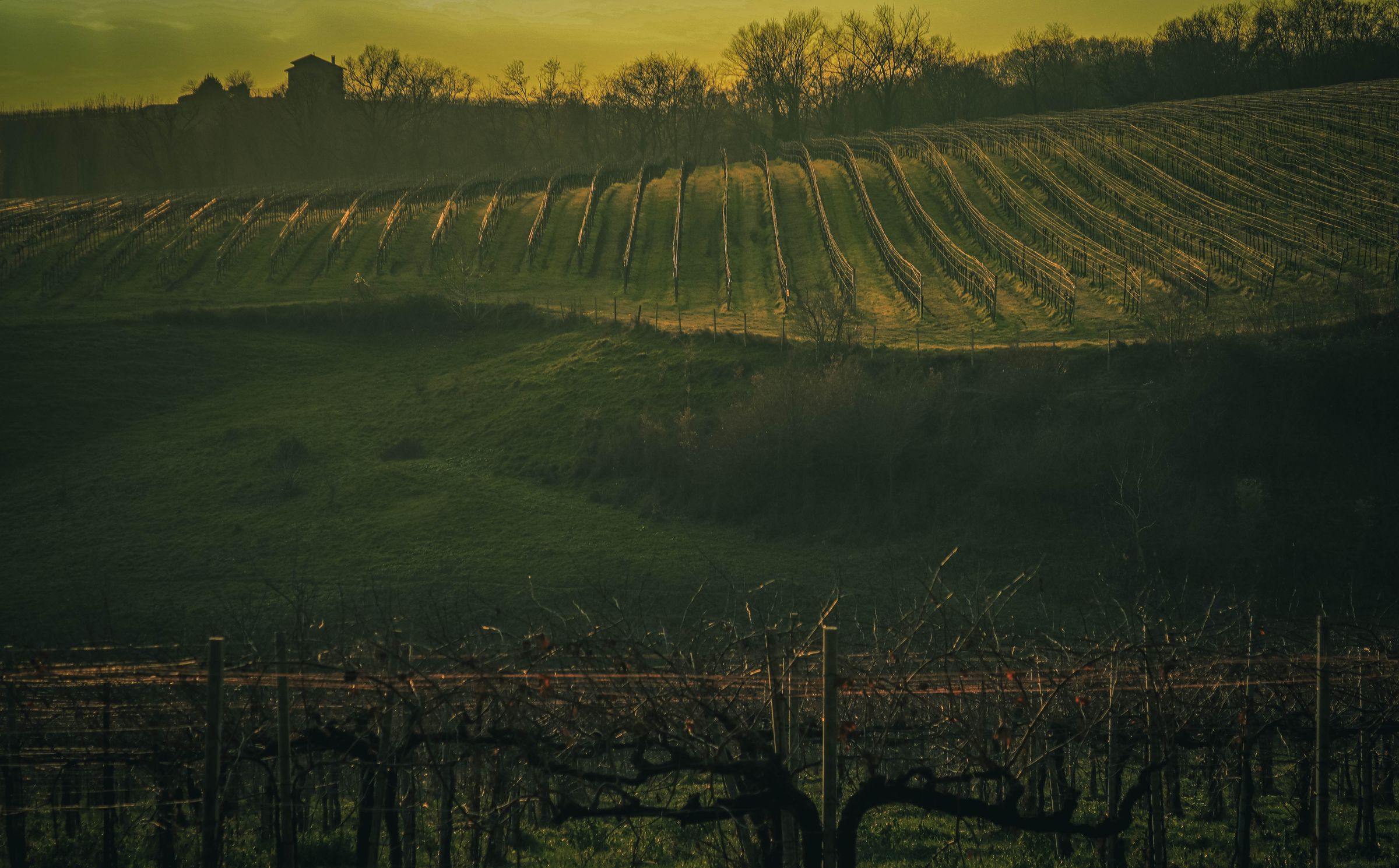 Vineyard rows following a hillside in the evening light